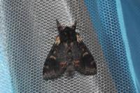 Notodonta dromedarius