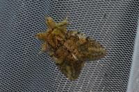 Peridea anceps