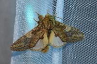 Peridea anceps