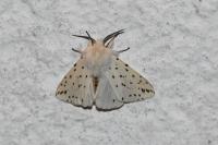 Spilosoma lubricipeda