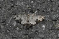 Xanthorhoe fluctuata
