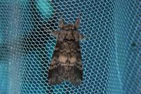 Drymonia ruficornis