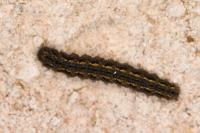 Eilema caniola