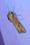 Egira conspicillaris