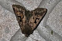 Orthosia gothica
