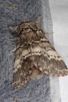 Drymonia ruficornis
