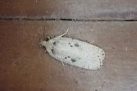 Agonopterix yeatiana