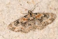 Eupithecia pulchellata