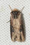 Axylia putris