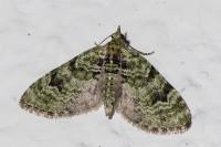 Chloroclystis v-ata