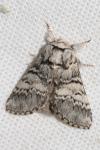 Drymonia ruficornis