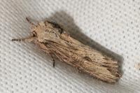 Egira conspicillaris