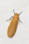 Wittia sororcula