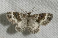 Epirrhoe alternata