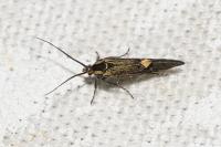 Esperia sulphurella