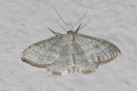 Idaea subsericeata