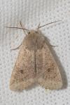 Orthosia cruda