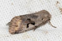 Orthosia gothica