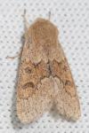 Orthosia miniosa