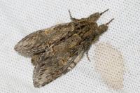 Peridea anceps