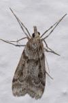 Scoparia