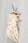 Spilosoma lubricipeda