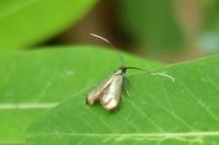 Adela reaumurella
