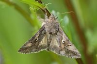 Autographa gamma