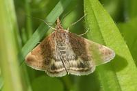 Pyrausta despicata