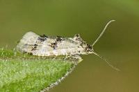 Aethes williana
