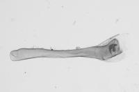 Nycteola columbana