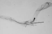 Xenolechia aethiops