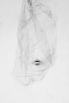Xenolechia aethiops