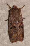Orthosia gothica