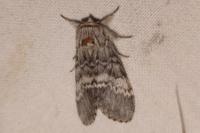 Drymonia ruficornis