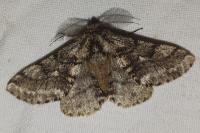 Lycia hirtaria