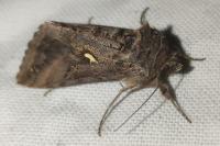 Autographa gamma