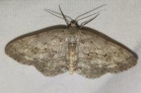 Ectropis crepuscularia