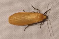 Wittia sororcula
