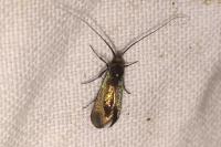 Adela reaumurella