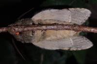 Peridea anceps