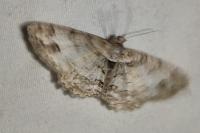 Paradarisa consonaria