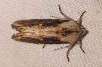 Egira conspicillaris