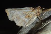 Selenia dentaria