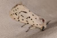 Spilosoma lubricipeda