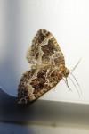 Lampropteryx suffumata