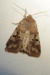 Orthosia gothica