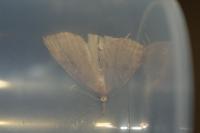 Hypena rostralis