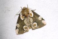 Thyatira batis