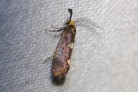 Incurvaria masculella